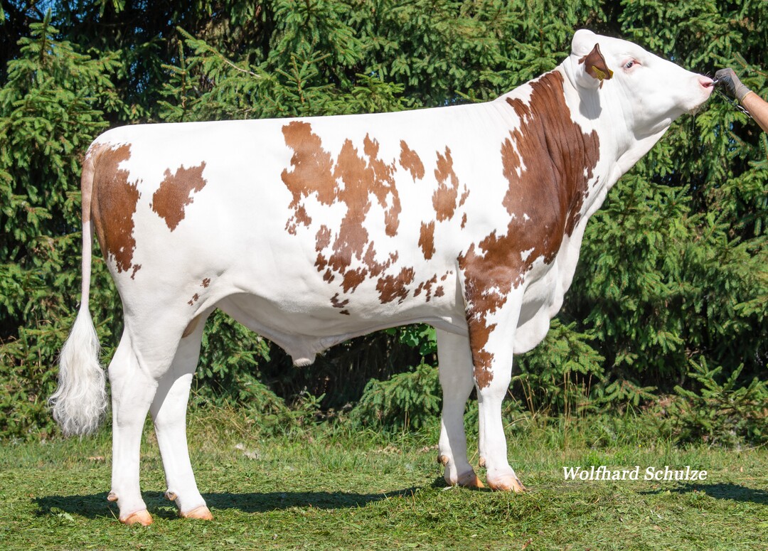Der Bulle Villani P wurde von der Kleinhans GbR in Unterschneidheim gezüchtet.