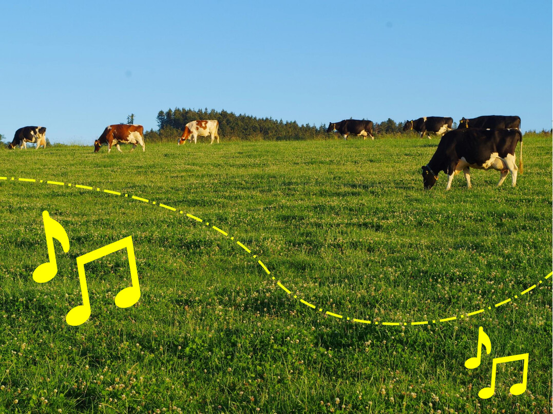 �berschreitet eine Kuh die virtuelle Weidegrenze, spielt das GPS-Halsband in einem ersten Schritt einen hochfrequenten Ton.