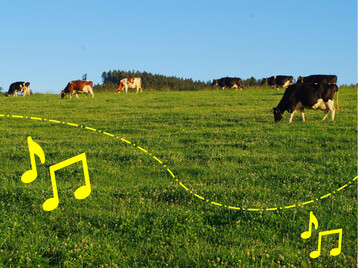 Überschreitet eine Kuh die virtuelle Weidegrenze, spielt das GPS-Halsband in einem ersten Schritt einen hochfrequenten Ton.