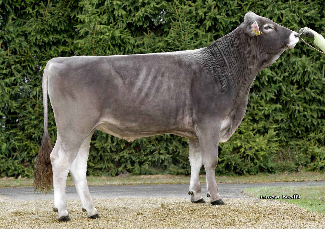 Vision P ist ein kompletter und exterieurstarker, hornloser Bulle.