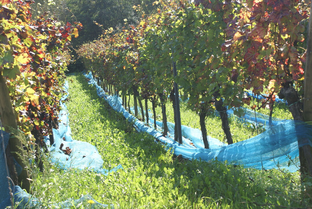 Vogelschutznetze müssen zügig nach der Lese aus den Anlagen entfernt werden.