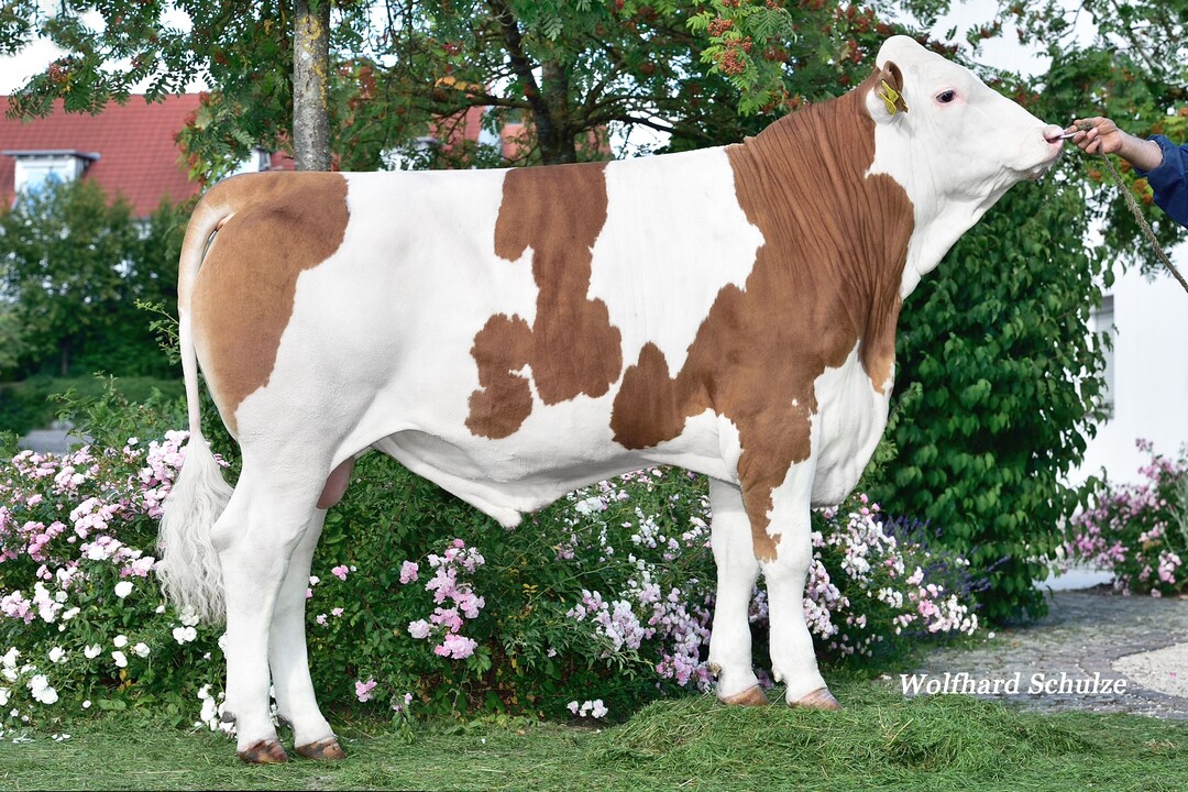 Vollkommen PP ist der kompletteste reinerbige Hornlosbulle. Er wird aber nicht vor Oktober verf�gbar sein.