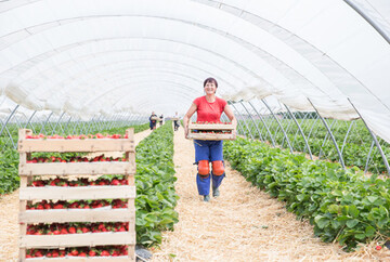 Nicht in jedem Betrieb waren ausreichend Erntehelfer f�r die Erdbeerernte verf�gbar. 