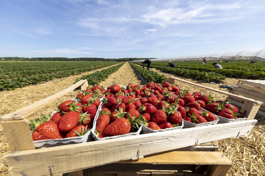 Trotz guter Erntemenge war die Erdbeersaison für die Produzenten in Süd- und Mitteldeutschland vielfach enttäuschend.