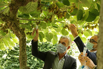 Die Freisetzung der Samurai-Wespe am Versuchszentrum Laimburg: �ber den nat�rlichen Gegenspieler soll die Marmorierte Baumwanze in Schach gehalten werden. 