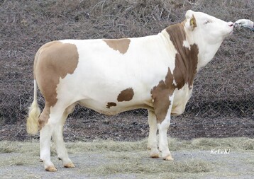 Waban, einer der h�chsten und komplettesten Wille-S�hne, ist frei auf den Erbfehler DW gestestet. 