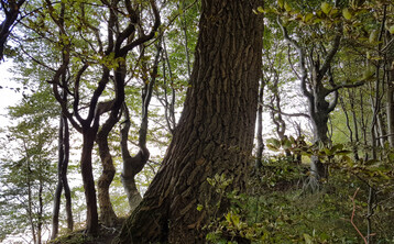 „Auch, wenn die Witterungsverhältnisse dem Wald eine Verschnaufpause gegönnt haben, ist die Lage nach wie vor besorgniserregend“, meinte Forstminister Peter Hauk MdL bei der Vorstellung des Waldzustandsberichts 2021.