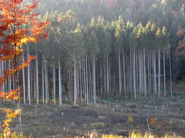 Der Umbau von Nadelreinbeständen oder nicht standortsgerechten Beständen ist genauso ein Fördertatbestand wie die Wiederherstellung von stabilen, naturnahen Laub- und Mischwäldern nach Schadereignissen.