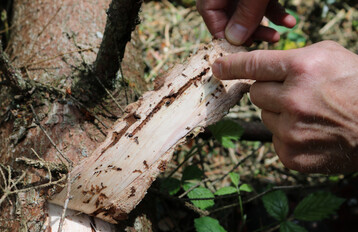 Die Borkenkäfer sind im Kommen. Kontrollieren Sie Ihre Fichtenbestände.