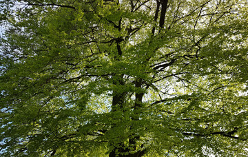 Waldumbau: Mit 1,5 Milliarden Euro forciert das Bundesministerium den Umbau der Wälder hin zu klimastabilen und standortangepassten Mischwäldern.