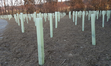 Eine Möglichkeit, um den Plastikeintrag in die Wälder zu verringern, sind biologisch abbaubare Wuchshüllen.