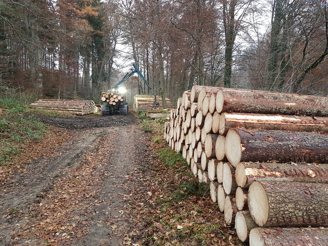 Pro Nutzung: Durch die F�rderung sollte eine aktive Bewirtschaftung nicht konterkariert werden. Die Bewirtschaftung ist notwendig, um den Wald fit zuhalten.