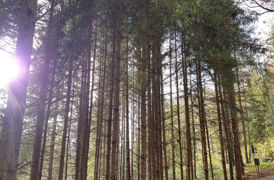 Die Waldbewirtschaftung in Baden-W�rttemberg hat eine jahrhundertelange Tradition. Baden-W�rttemberg ist bundesweit eines der waldreichsten L�nder. Es ist auf einer Fl�che von rund 1,4 Millionen Hektar und zu rund 38 Prozent von Wald bedeckt. In baden-w�rttembergischen W�ldern stehen rund 830 Millionen B�ume. Auf jeden Einwohner im Land entfallen davon 78 B�ume.