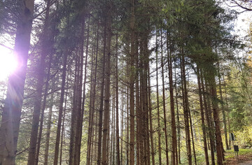 Die Waldbewirtschaftung in Baden-Württemberg hat eine jahrhundertelange Tradition. Baden-Württemberg ist bundesweit eines der waldreichsten Länder. Es ist auf einer Fläche von rund 1,4 Millionen Hektar und zu rund 38 Prozent von Wald bedeckt. In baden-württembergischen Wäldern stehen rund 830 Millionen Bäume. Auf jeden Einwohner im Land entfallen davon 78 Bäume.
