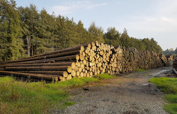 Rund 200 Teilnehmerinnen und Teilnehmer begleiteten die Online-Auftaktveranstaltung am 29. Oktober. Es diskutierten Forstminister Peter Hauk, Prof. Dr. Jürgen Bauhus, Albert-Ludwigs-Universität Freiburg, Dr. Jens Borchers, als Vertreter des Waldbesitzes in der Forstkammer Baden-Württemberg und Johannes Enssle, NABU-Landesvorsitzender Baden-Württemberg. Die Gesprächsleitung hatte Sebastian Schreiber, Pressesprecher MLR. Das Bild zeigt ein Nasslager im oberschwäbischen Altshausen.