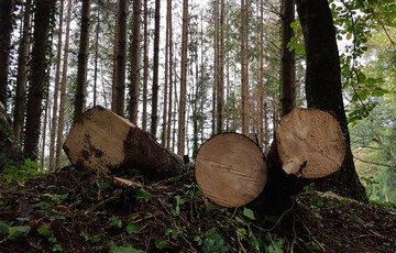  Zu viel Nadelholz: In den Landkreisen Ravensburg und Friedrichshafen sollte der Einschlag jetzt gestoppt werden, bis die aufgelaufenen Mengen abgeflossen sind.&nbsp;