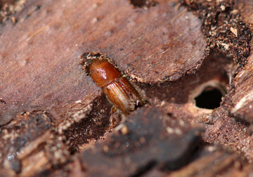 Buchdrucker-Jungk�fer im Brutbaum Mitte M�rz 2015