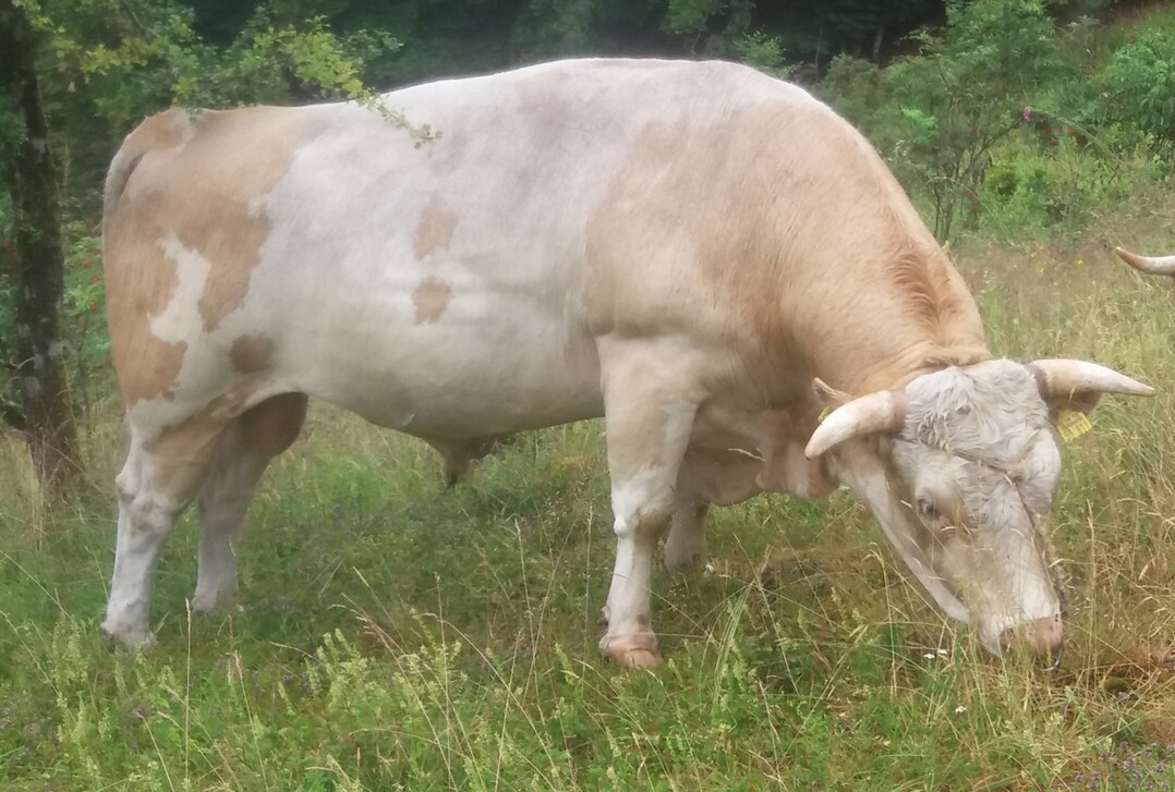 Der Hinterw�lderbulle Walter, ein F�ller-Sohn, schaffte es auf der letztj�hrigen Schau in Utzenfeld auf den dritten Platz.