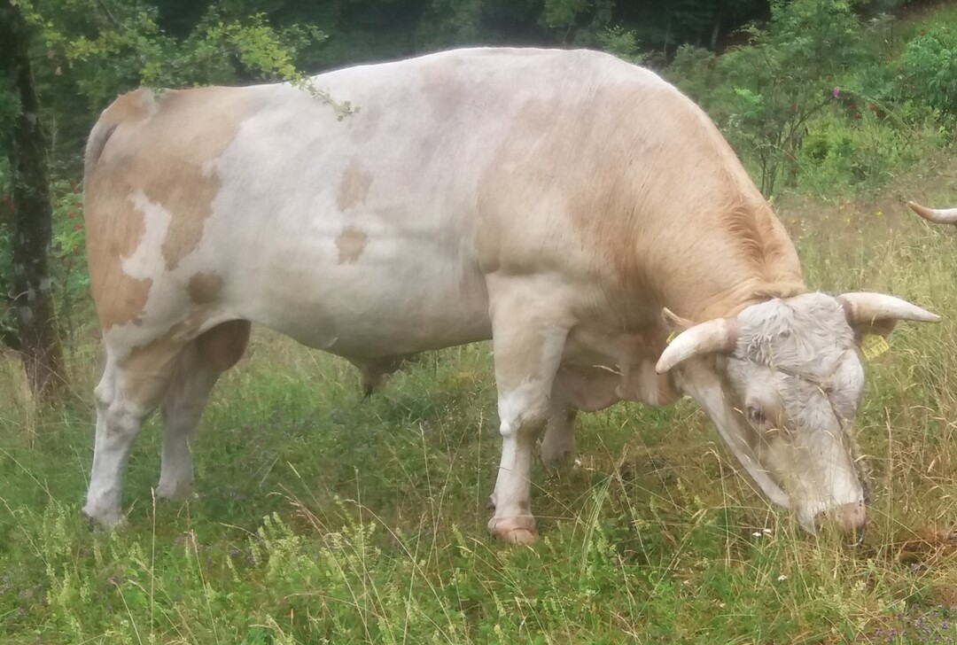 Der Bulle Walter wurde 2015 geboren und entstammt der Linienauffrischung mit F�ller aus der F 8- Linie.