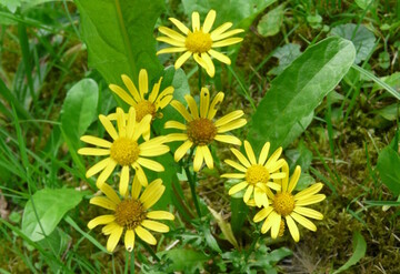 m Verh�ltnis zu den anderen Gr�nlandpflanzen ist das Wasserkreuzkraut mit 15 bis 60 cm H�he klein. Erkennbar wird das beim Vergleich mit dem L�wenzahnblatt. 