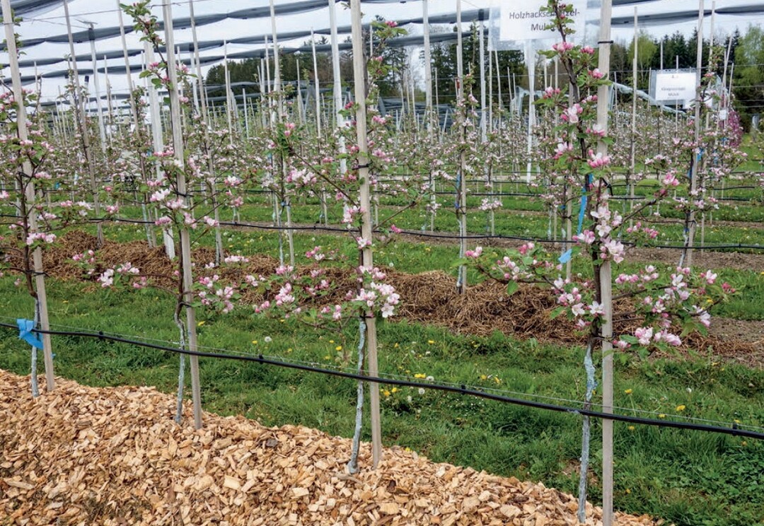 Die Auflagen von Holzhackschnitzeln und Kleegrassilage im Baumstreifen erm�glicht eine Erh�hung der Bodenfeuchte. Als zus�tzlicher Effekt dienen die Materialien der Beikrautunterdr�ckung.