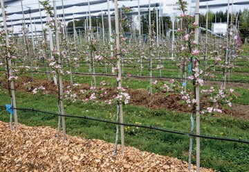 Die Auflagen von Holzhackschnitzeln und Kleegrassilage im Baumstreifen erm�glicht eine Erh�hung der Bodenfeuchte. Als zus�tzlicher Effekt dienen die Materialien der Beikrautunterdr�ckung.