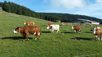 Fr�her Weideauftrieb macht dichte Grasnarben. 