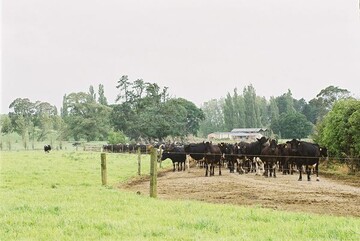 Der Melktechnik-Hersteller GEA Farm Technologies investiert in Neuseeland in Weidewirtschaft.