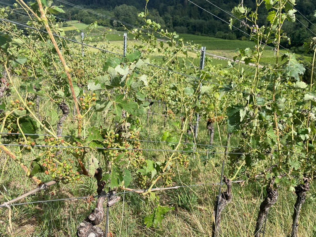 Hagelschäden an Rebstöcken südlich von Freiburg