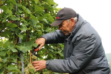 Heinz Munder erntet Rieslingtrauben unterhalb der Grabkapelle auf dem W�rttemberg