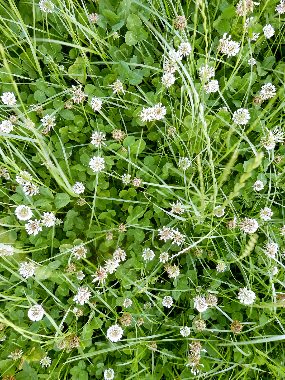 Wird Kleegras mit Sulfatschwefel gedüngt ist der Düngungseffekt auch optisch gut erkennbar.