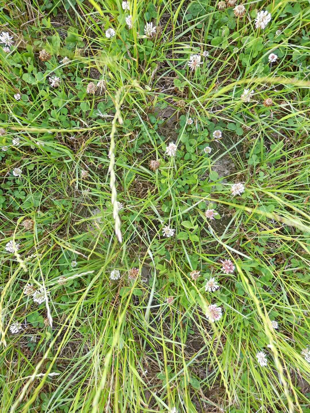 Die Düngungseffekte bei Kleegras (hier ohne Sulfatschwefel) sind auch optisch gut erkennbar.