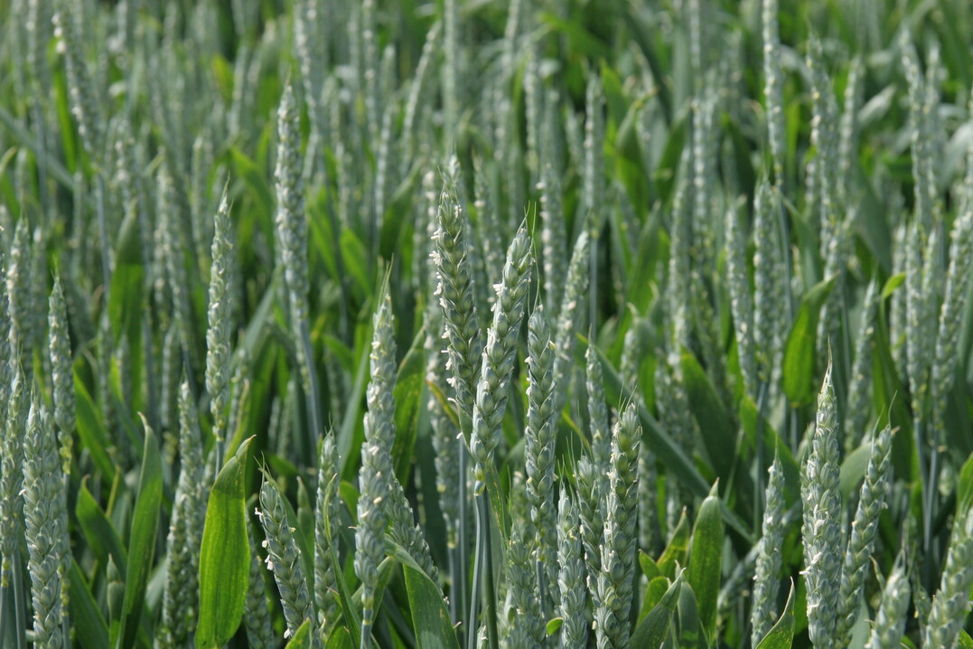 Der Befall mit Septoria kann beim Weizen Ertragsverluste bis minus 30% verursachen.