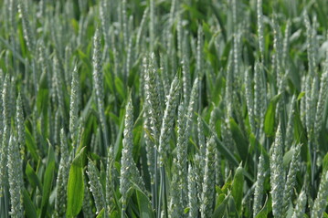 Der Befall mit Septoria kann beim Weizen Ertragsverluste bis minus 30% verursachen.