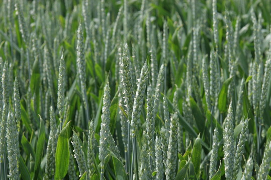 Der Befall mit Septoria kann beim Weizen Ertragsverluste bis minus 30% verursachen.