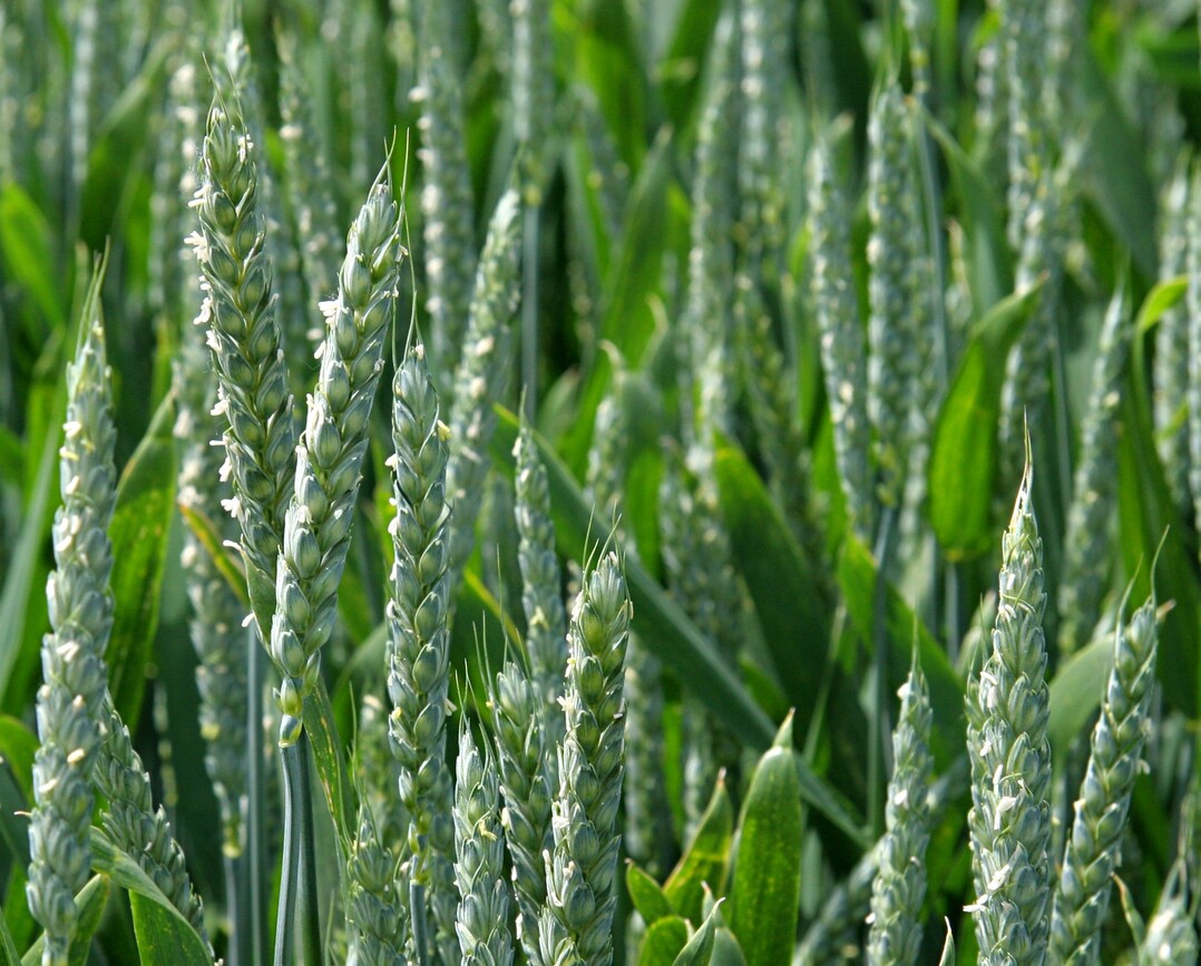 Weizen in der Blüte.
