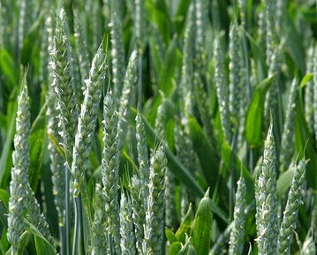 Weizen in der Bl�te.