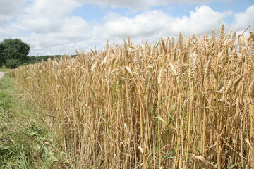 Brennpunkt Getreide: Unter anderem die Insektizidresistenz im Getreide- und Rapsanbau wird ein Thema auf dem 66. Pflanzenschutztag sein.