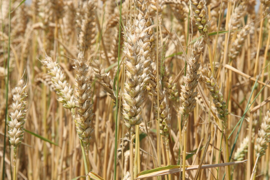 Selbst wenn die Klimaziele des Pariser Abkommens eingehalten werden, verdoppelt sich das Risiko gleichzeitiger D�rreperioden in verschiedenen Weizenanbaugebieten. 