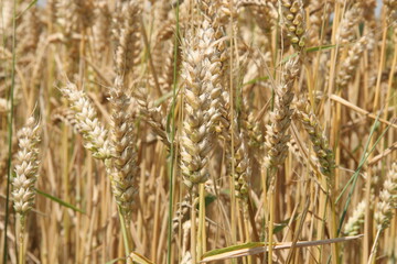 Selbst wenn die Klimaziele des Pariser Abkommens eingehalten werden, verdoppelt sich das Risiko gleichzeitiger Dürreperioden in verschiedenen Weizenanbaugebieten.