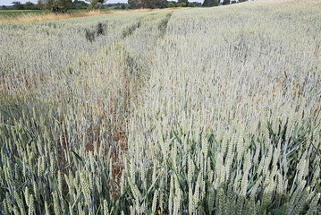 Erste Trockensch�den im Weizen bereits erkennbar: Dieser Bestand aus dem Kreis Ravensburg ist sehr gepflegt, hat sich hervorragend entwickelt und leidet jetzt sichtbar unter dem Wassermangel (Stand: 20. Juni).