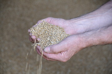 Mehr Weizen für die Ernährungssicherheit