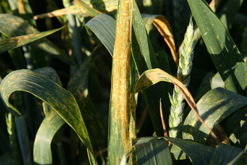 Gelbrostbefall an Weizen