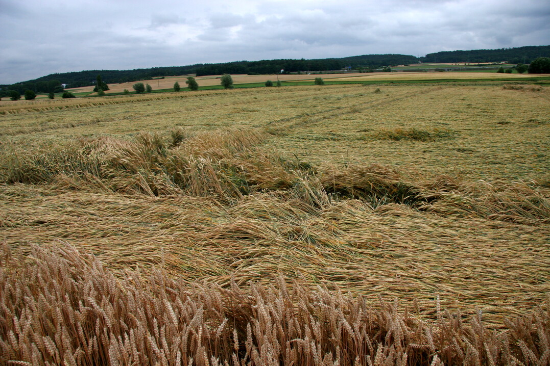 Getreidebestand, der nach einem Unwetter ins Lager gegangen ist.