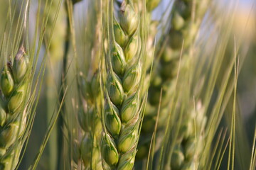 Getreide in der Nahaufnahme Ende Juni. Eiwei�e im Getreide f�hren bei einigen Menschen zu Bauchschmerzen..