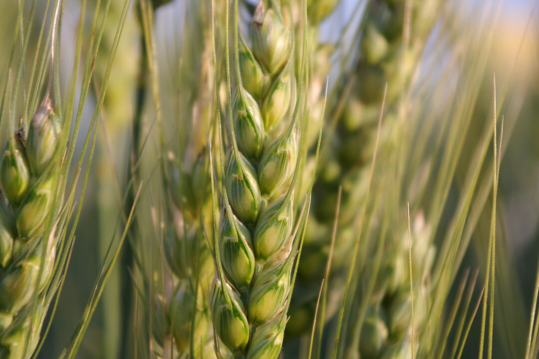 So sollte eine gesunde Weizen�hre aussehen, wenn die Behandlung gegen �hrenfusarium gesessen hat.
