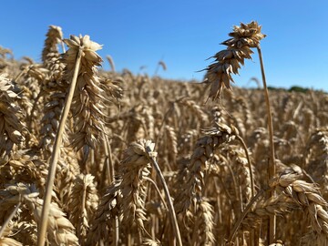 2023 gibt es ausnahmsweise neue Regelungen zur Fruchtfolge.