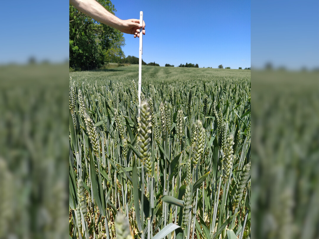 Zu hoch oder zu niedrig? Beim Weizen kann man gezielt steuern, was aber nicht immer nötig und wirtschaftlich ist.