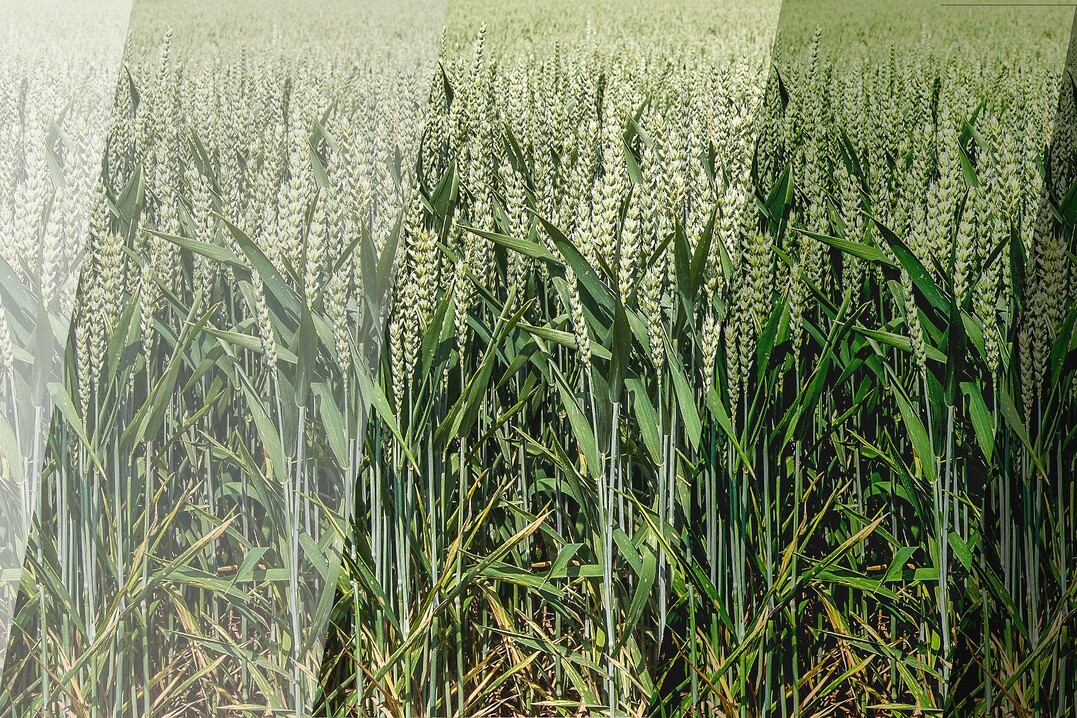 Die Sortenwahl ist der Grundstein einer erfolgreichen Weizenproduktion.