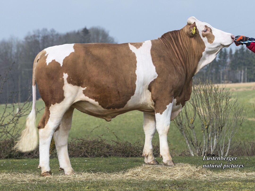 Welcome ist einer der interessantesten Watt-S�hne mit einem GZW von aktuell 133.